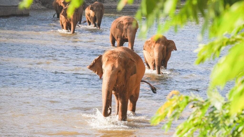 A herd of elephants wading through a shallow river near Chiang Mai